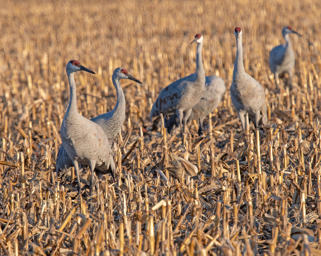 Cranes in the farm fields In my comments associated with t… Flickr
