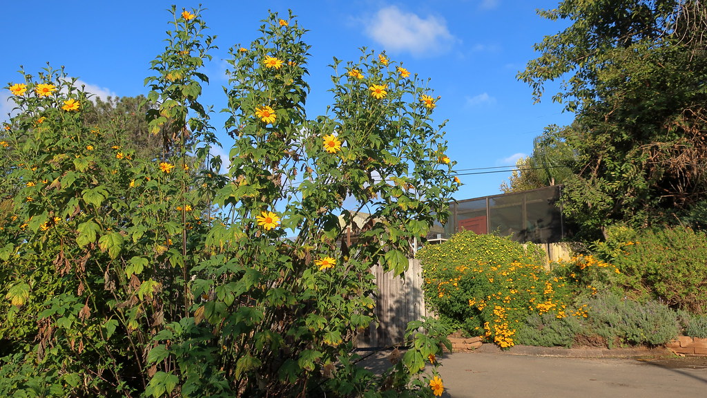 201211 191 San Diego Botanic Gdn Herb Garden, Tithonia d… Flickr