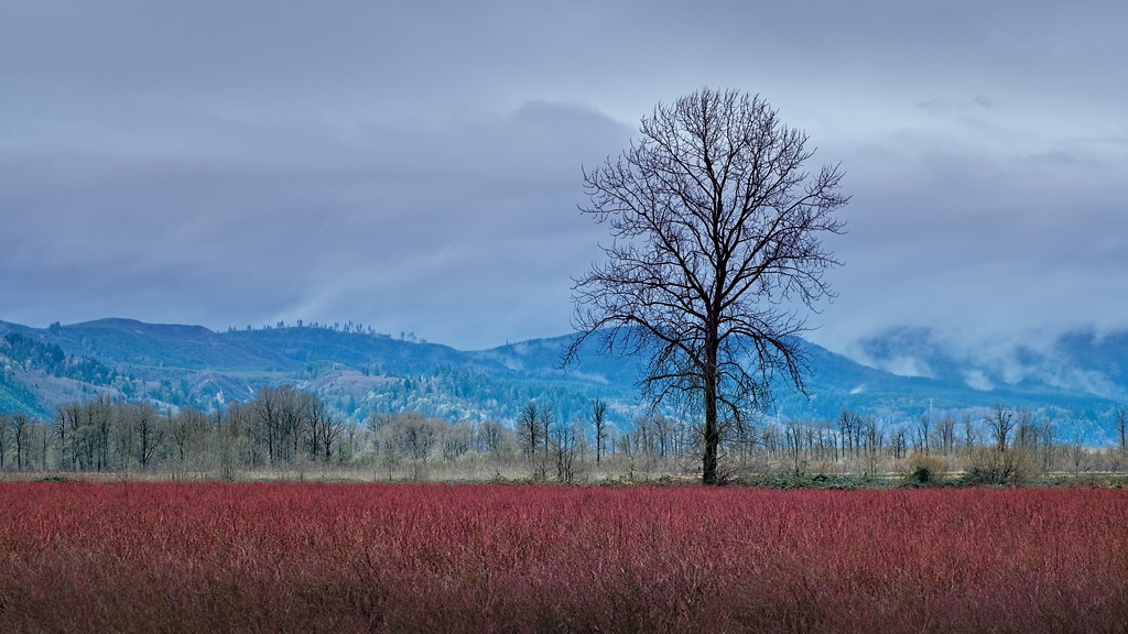 Winter Lone Tree Red Field 2543 D Lone tree in red field o… Flickr