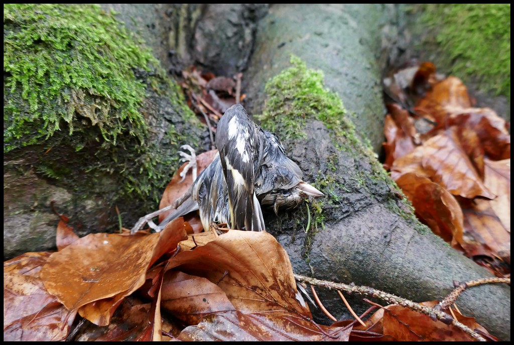 Flickriver Most interesting photos from CADAVERES DE ANIMALES MUERTOS pool