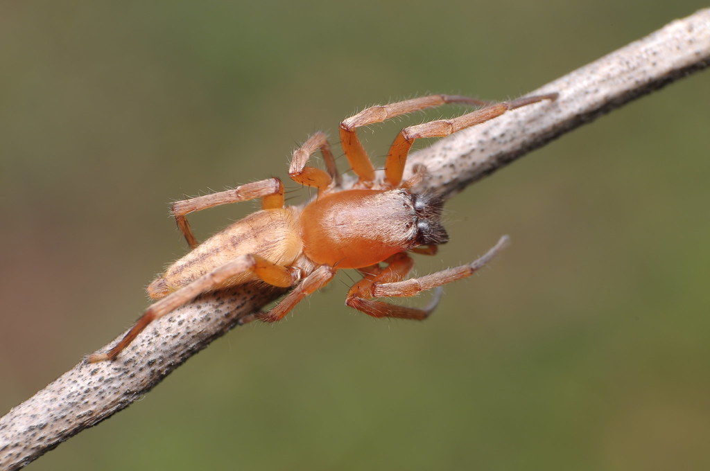 Leafcurling sac spider The Leafcurling Spiders (genus Ph… Flickr