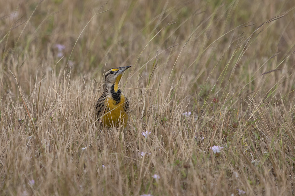 Eastern meadowlark Cape Coral, FL Dennis Church Flickr