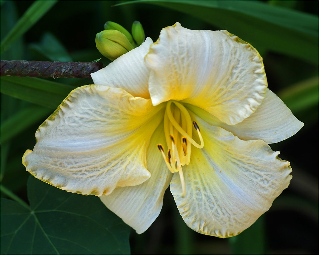 True Lily Lilium (members of which are true lilies) is a g… Flickr