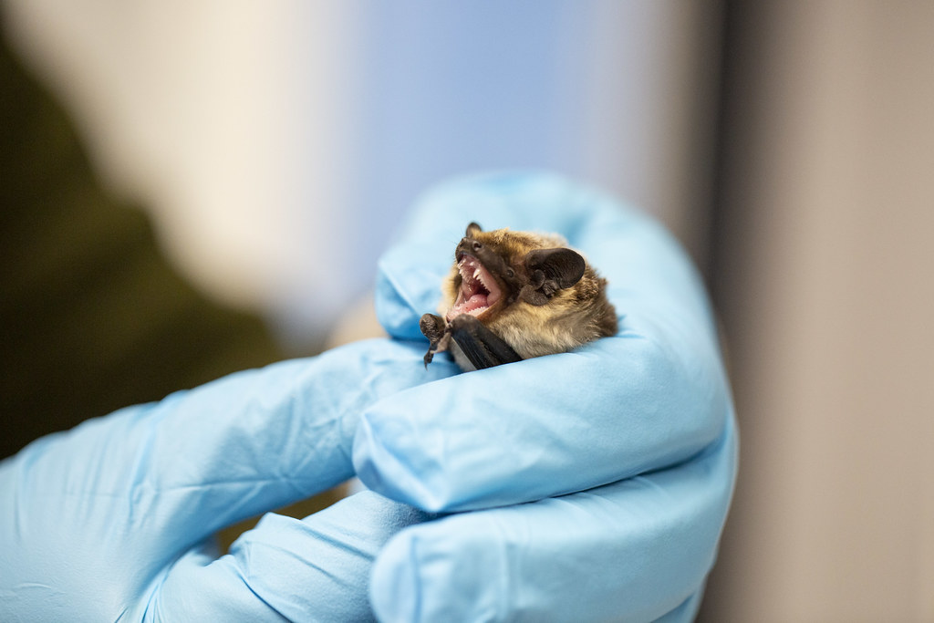 Particoloured bat in Wildlife Hospital (2021) Flickr