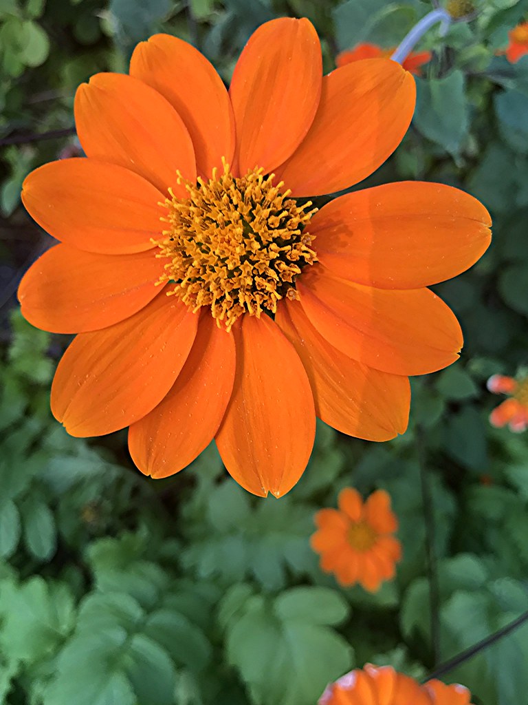 Mexican Sunflower Red Torch Biscayne Park FL www.susanford… Flickr