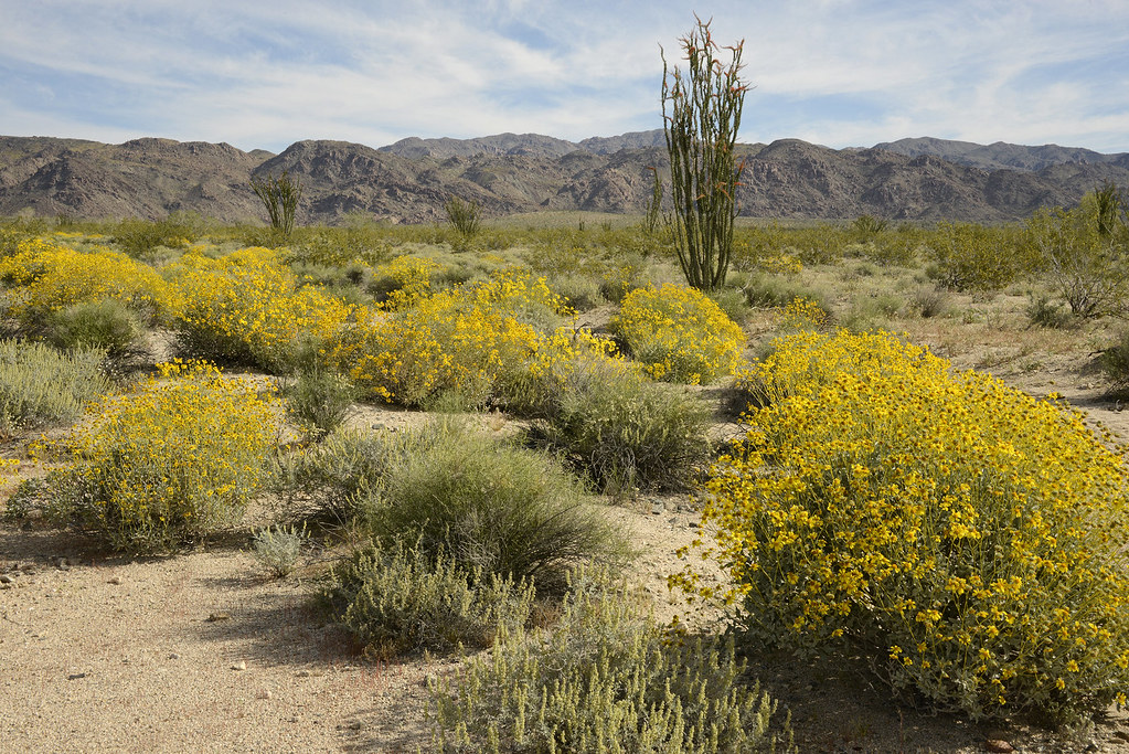 Brittle Bush and Ocotillo Desert full of Brittle Bush bloo… Flickr
