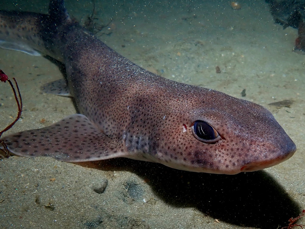 A dogfish, or smallspotted catshark (Scyliorhinus canicul… Flickr