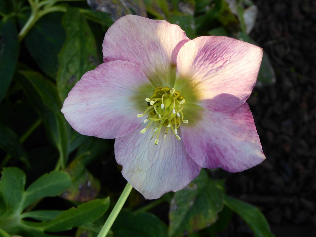 Hellebore Belgium. Brussels. The Florists’ Gardens are cer… Flickr