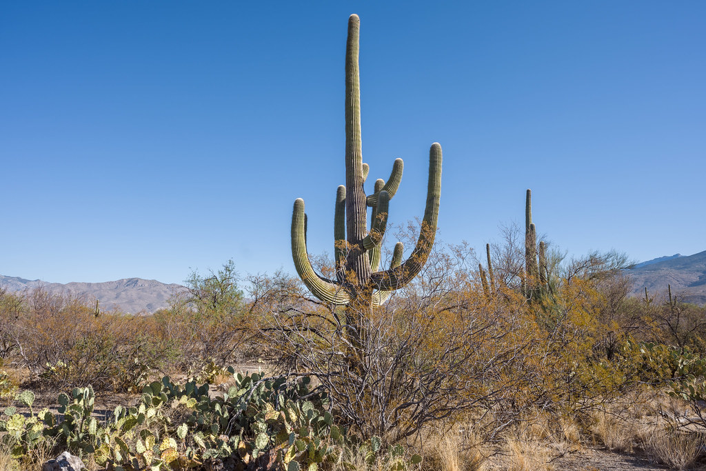 Cactus Forest Drive, East Rincon Mountain District, Saguar… Flickr
