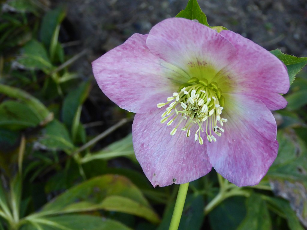 Hellebore Belgium. Brussels. The Florists’ Gardens are cer… Flickr