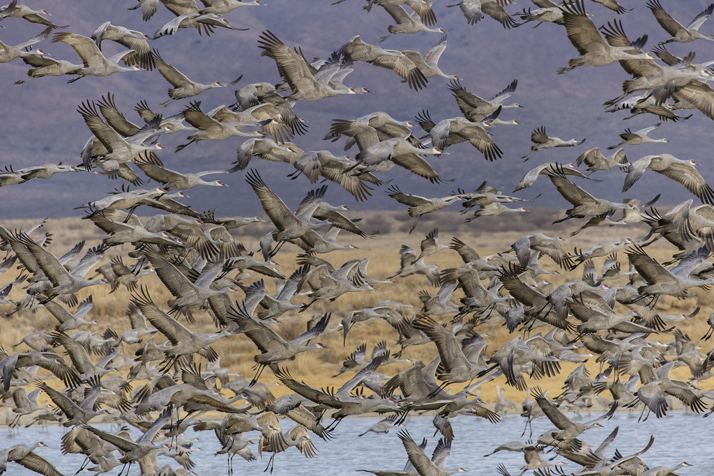 Sandhill Cranes Wilcox Az 3/3 Signal given to take off. T… Flickr