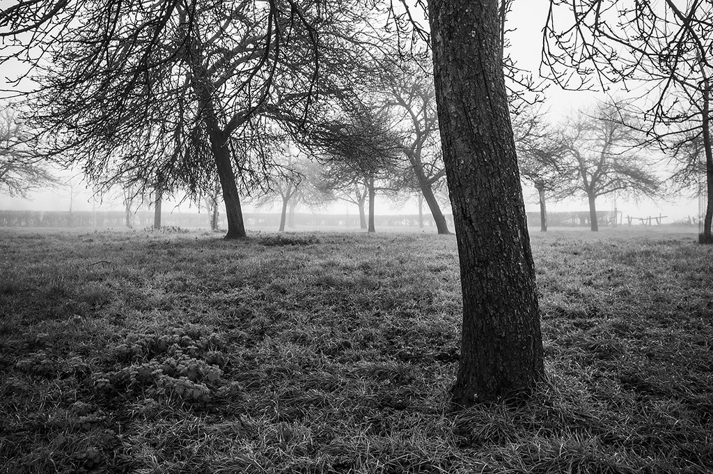 Mist in the Orchard II Kenn, Somerset, England. Part of se… Flickr
