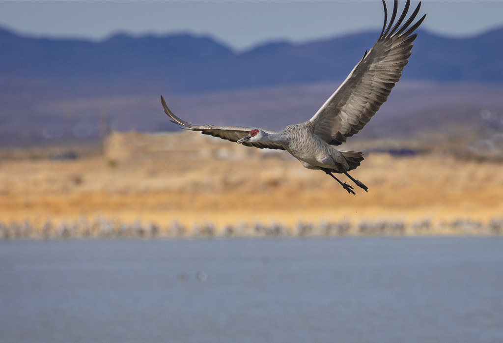 Sandhill Cranes Wilcox Az 1/3 Winter visitors. This flock… Flickr