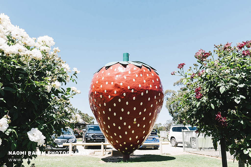 Giant Strawberry Cobram, Victoria WEBSITE FACEBOOK I… Flickr