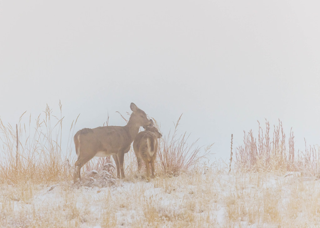 Whitetail Deer [Explore] Rocky Mountain Arsenal National W… Flickr