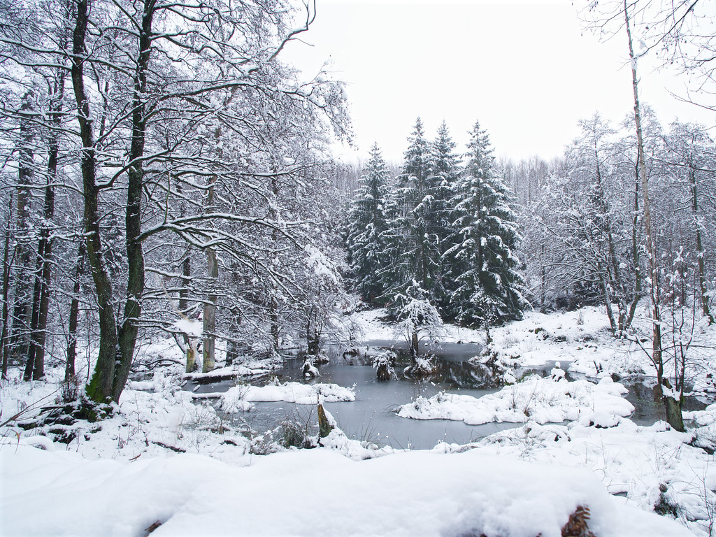 Nationalpark Eifel Hürtgenwald Biberweg FranzJosef Römer Flickr