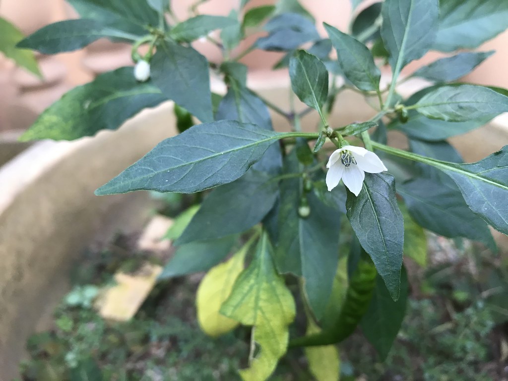 Capsicum annuum FamilySolanaceae rira wati Flickr