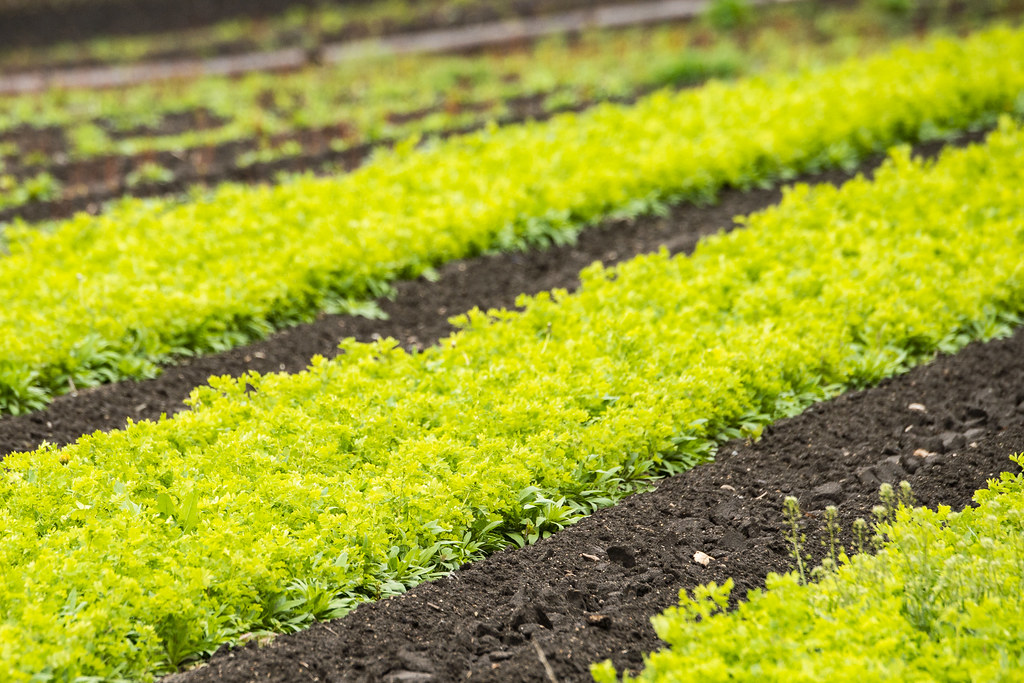 20150515NRCSLSC0942 Caragana seedlings, commonly known … Flickr