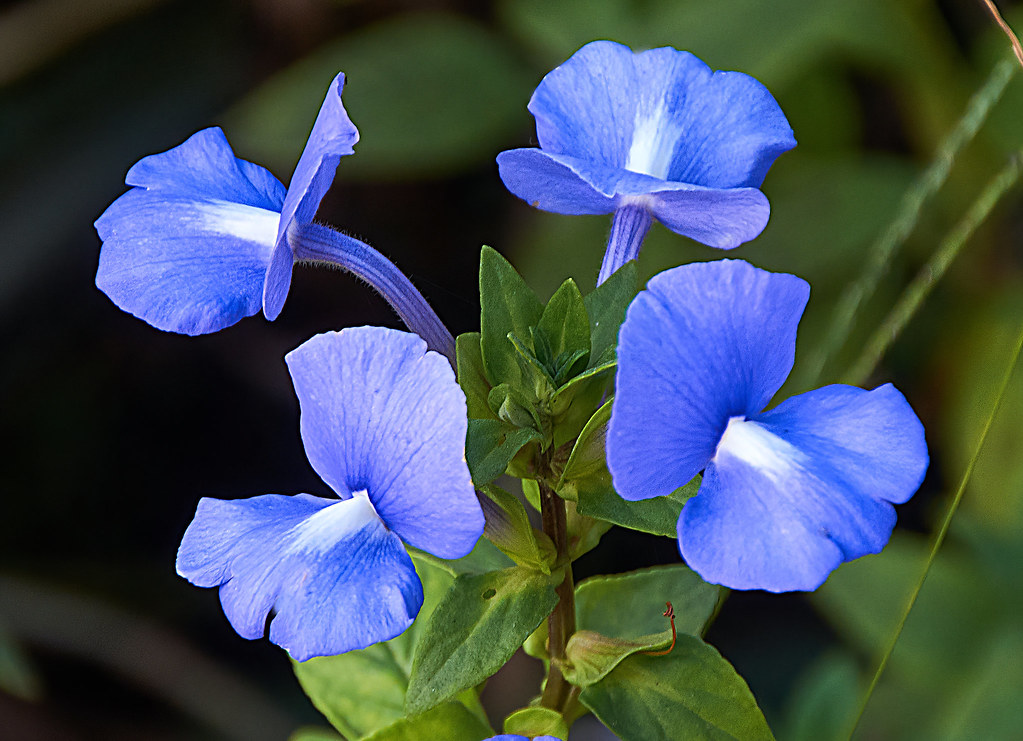 Amazon Blue Achetaria azurea The Amazon Blue belongs to … Flickr