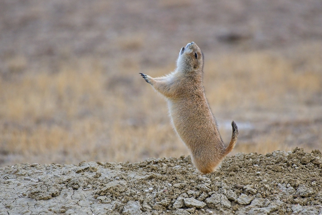 2011_0534 JumpYip Yet another Blacktailed Prairie Dog ju… Flickr