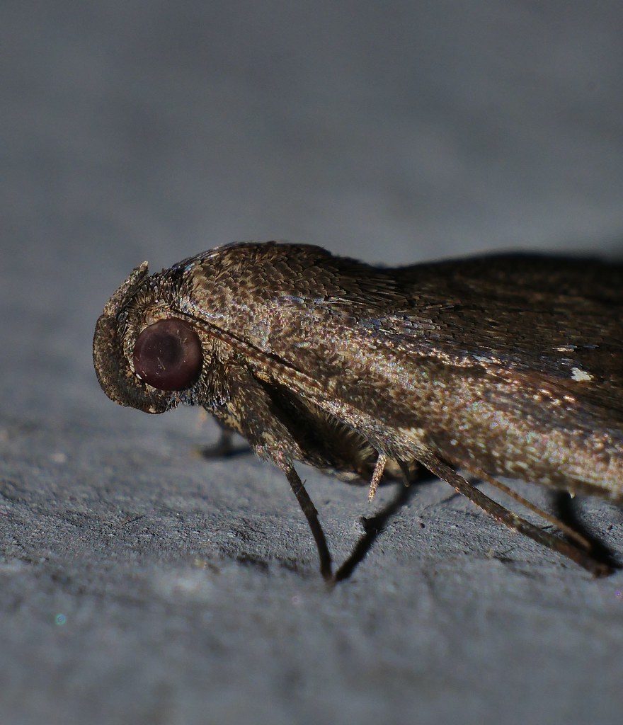 4 spot brown and orange Moth Moth Auchmophanes sp aff plat… Flickr