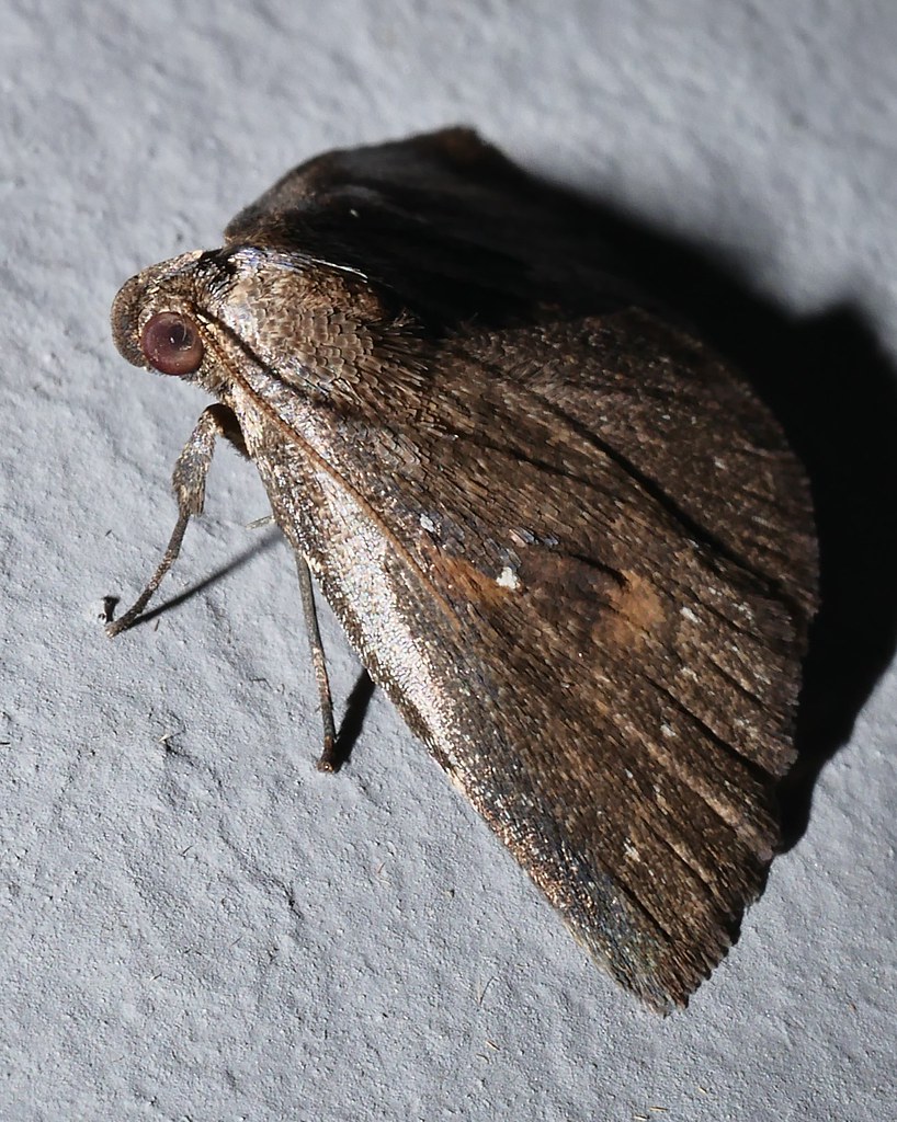 4 spot brown and orange Moth Moth Auchmophanes sp aff plat… Flickr