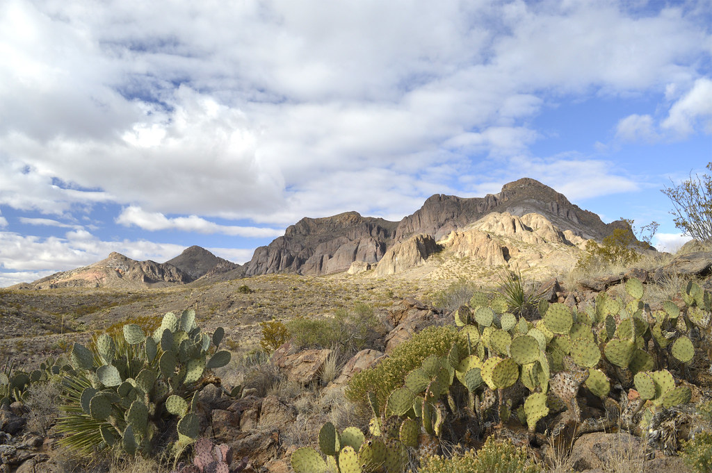 Chihuahuan Desert Cacti Dona Ana Mountains Organ Mountains… Flickr