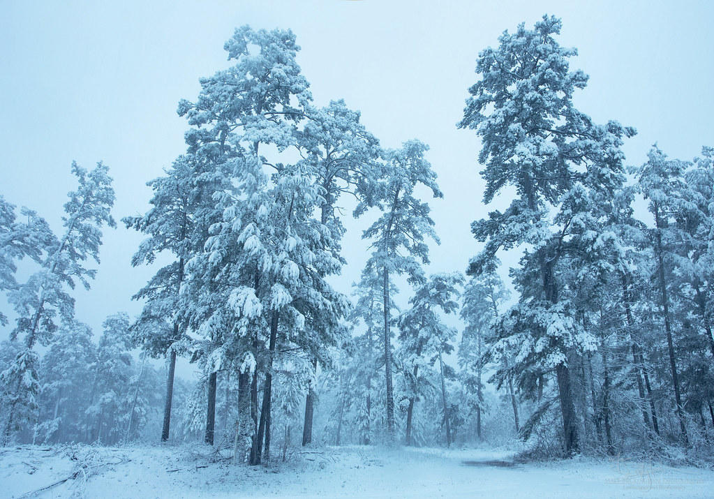 Snow Day Davy Crockett National Forest, Houston County, Te… Flickr