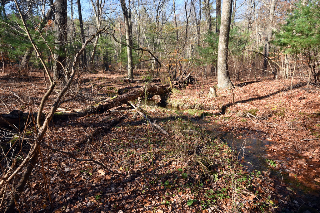 Pine Tree Brook Flowing N into Unquity Bottom, Milton, MA … ophis Flickr