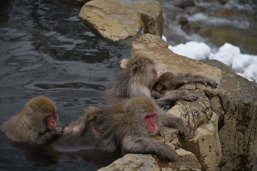 Flickriver Most interesting photos from Hot Springs pool