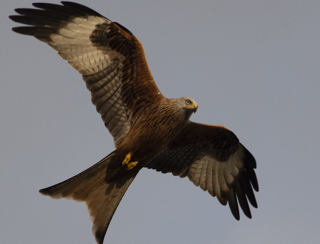 Red Kite in Flight Middleton Flickr