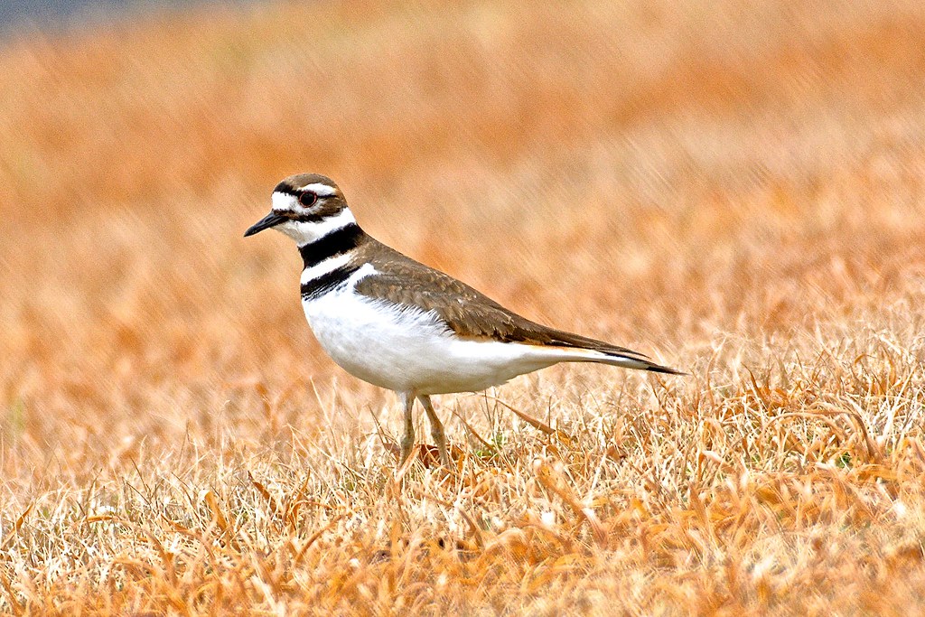 Killdeer Killdeer County, Alabama 2021 Emma R. Flickr