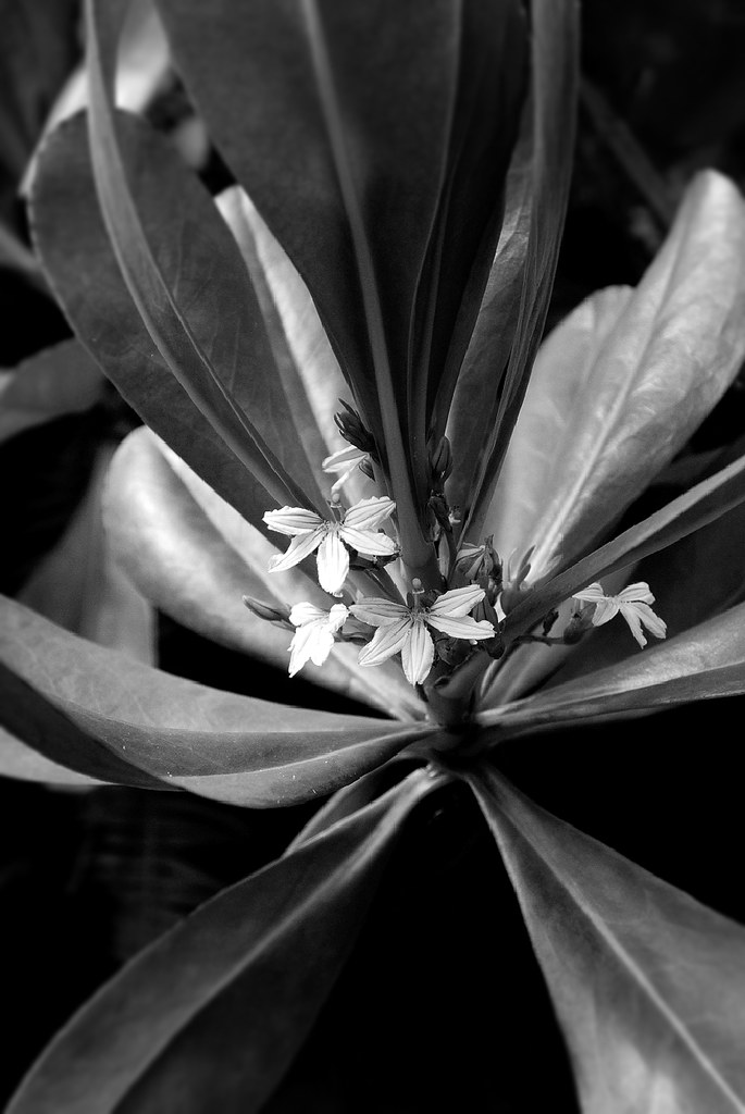 Wild flower Kauai, Hawaii Didier Lucor Flickr