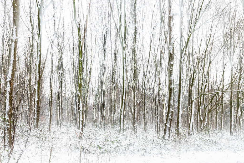 sneeuw17 snow in Nieuwenhovebos (Oostkamp, Belgium) Hugo Ketels