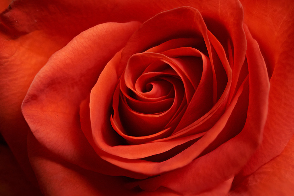 Cut roses 3 a photo on Flickriver