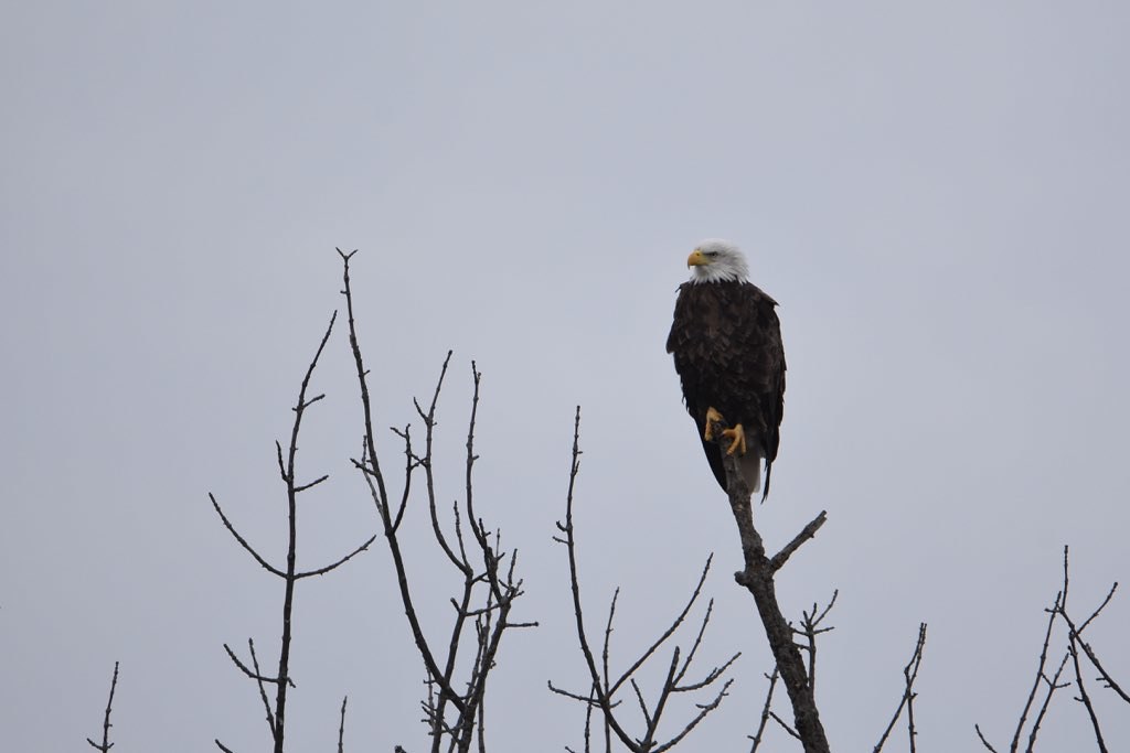 Eagle visit to the Hinshaw/ Barb Farm Flickr
