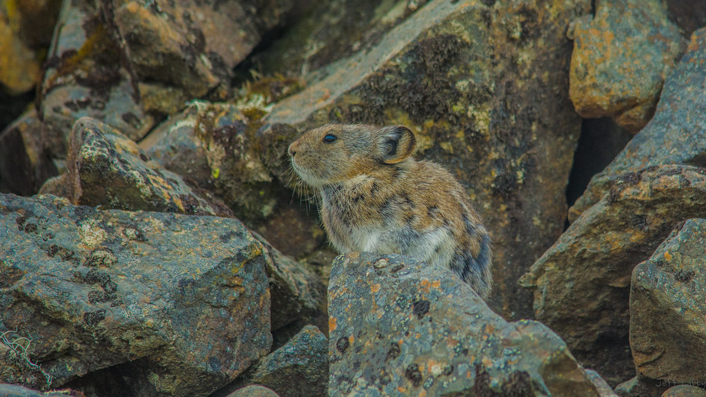 Photos from 2020 by Jeff Libby Maine Guide Jeff Libby Flickr