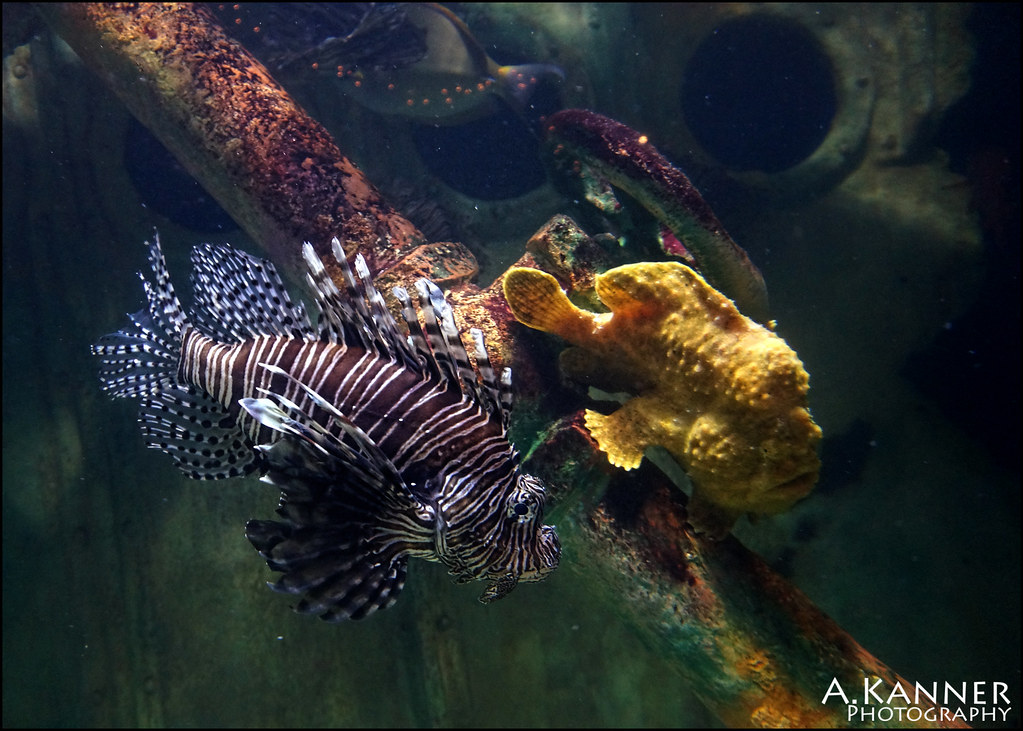 Riverhead Aquarium/Butterfly House Flickr