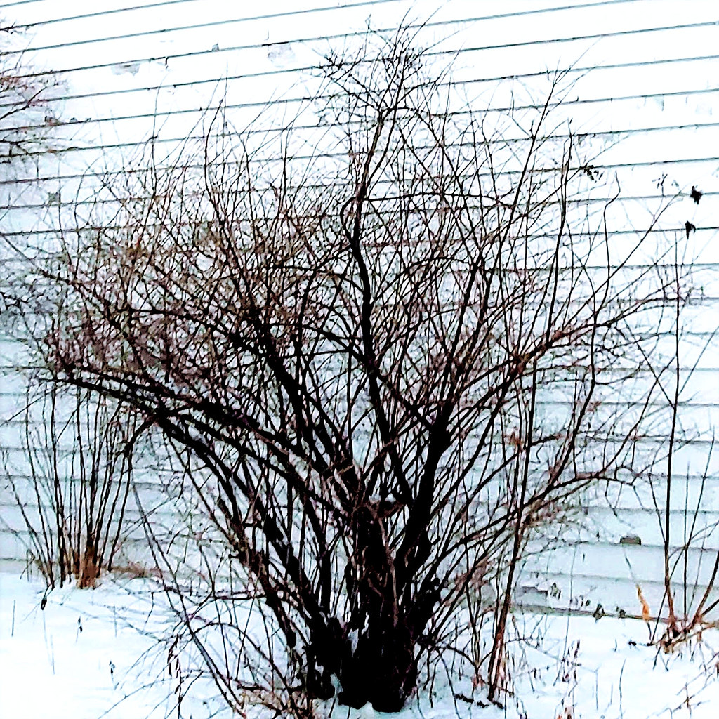 Shrub against snow and white wall Ottawa, Ontario. Will Flickr