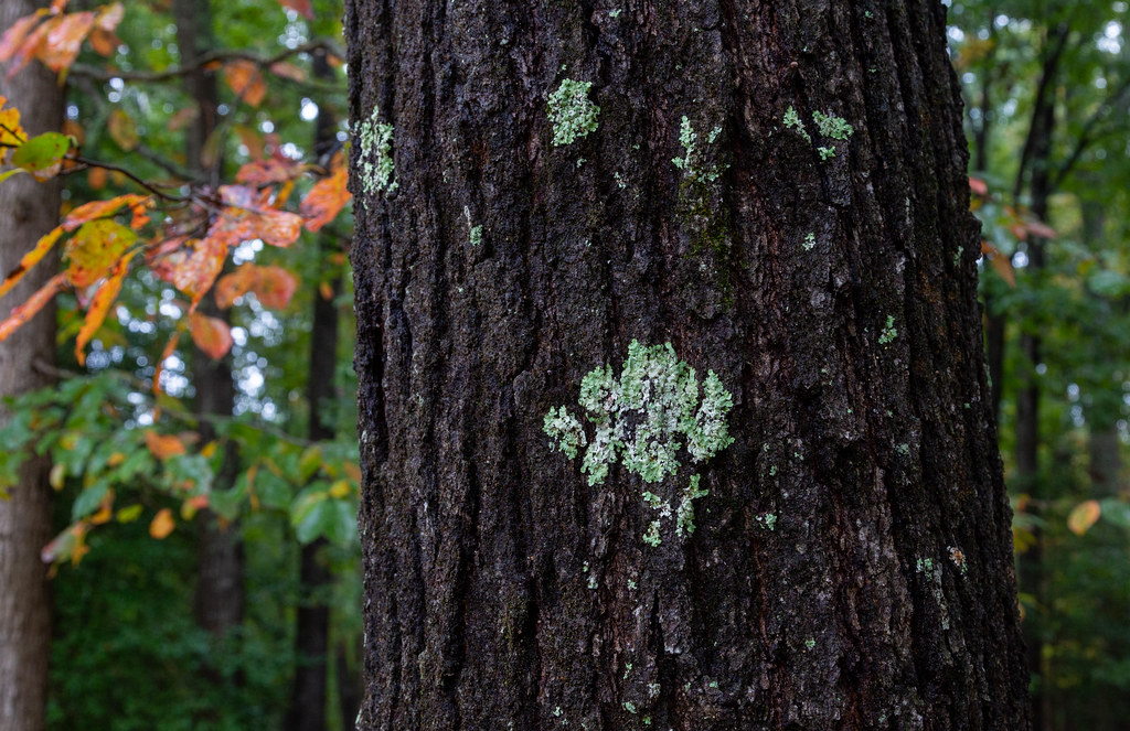 Damp Weather in Virginia Petersburg, Virginia. Flickr
