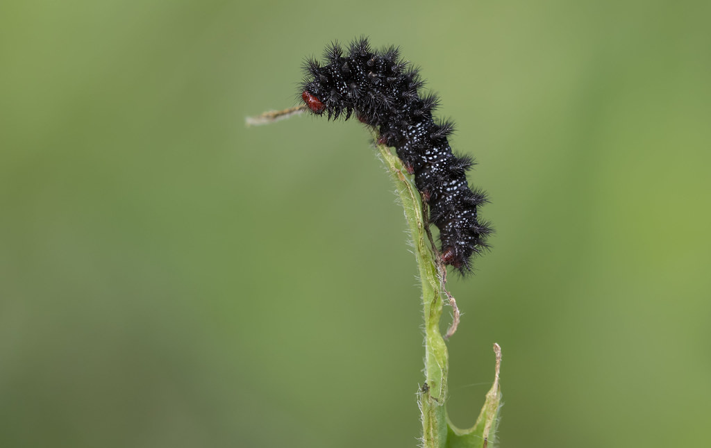 Flickriver Most interesting photos from UK Caterpillars Only pool