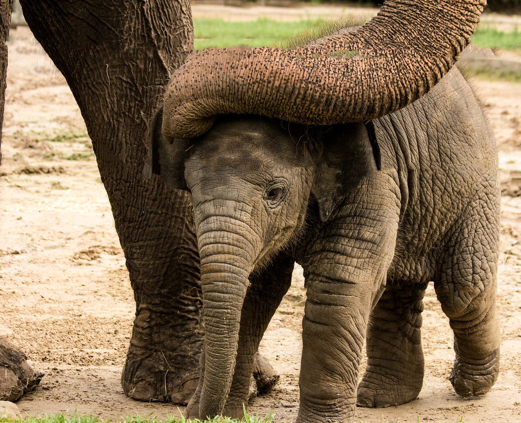 Elephant Cuddles This baby was so loved and protected by t… Flickr