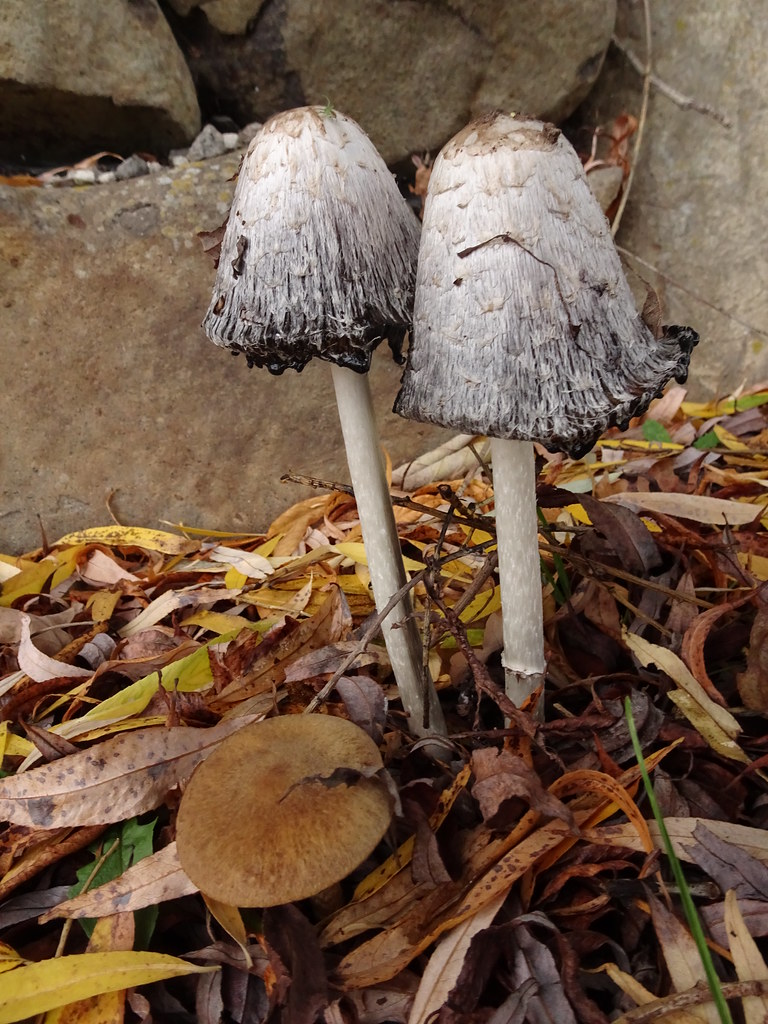 Coprinus comatus Dr. HansGünter Wagner Flickr