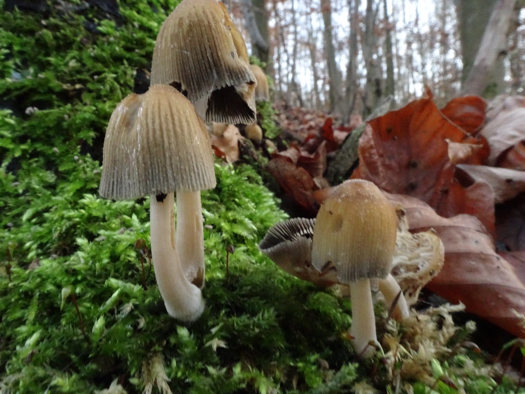 Coprinus sp. Dr. HansGünter Wagner Flickr