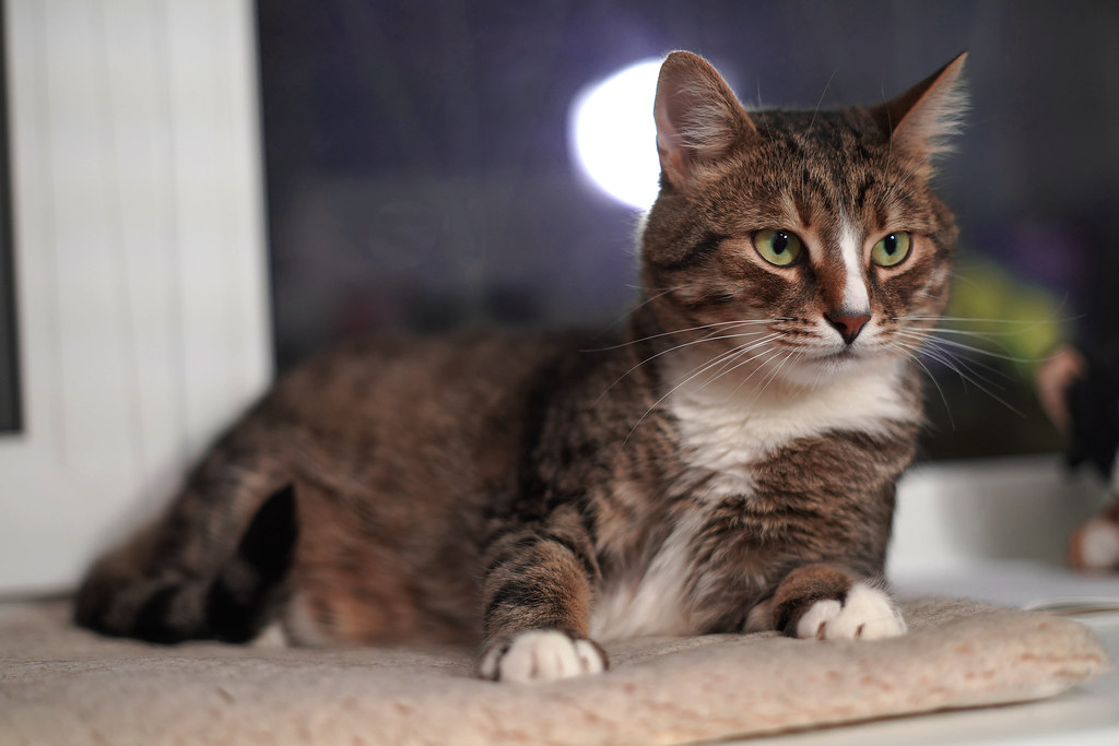 Kot Sergey Lanin Flickr