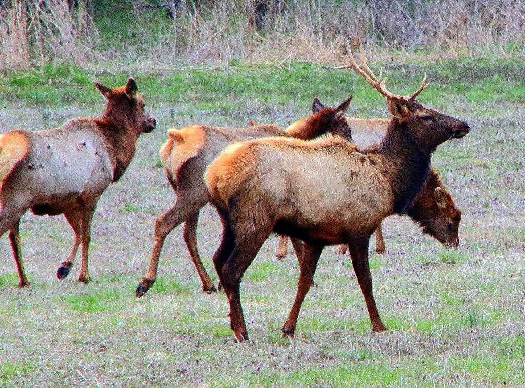 Boxley Valley Elk Northwest Arkansas Dan Davis Flickr