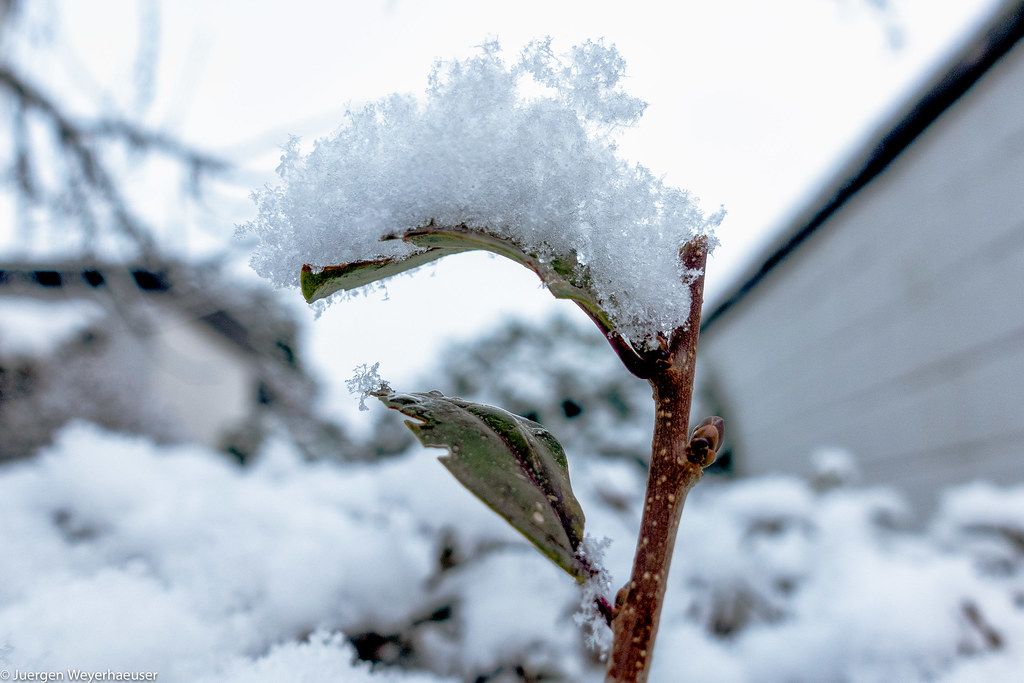 Crazy Tuesday Weather Let it snow DSC08616Bearbeitet Jürgen