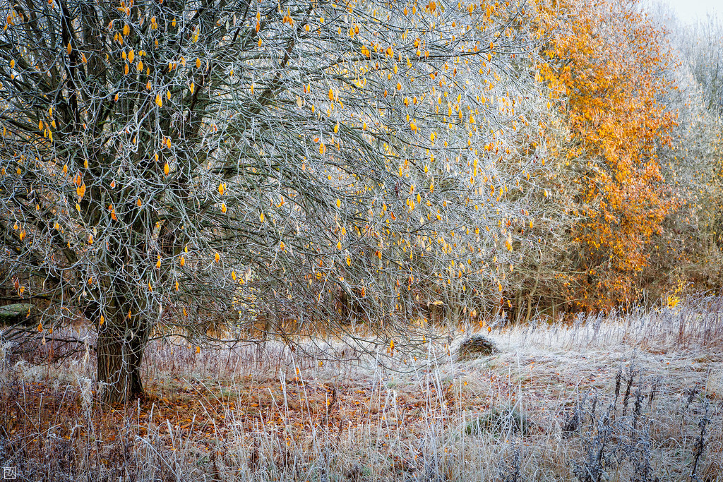 autumn frost Mats Gustafsson Flickr