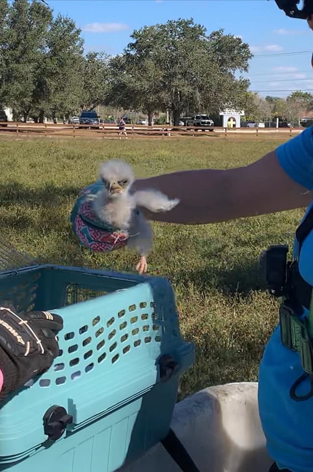 1292121 Photo of E17 taken by Andy Pritchett SWFL Eagle Cam Flickr