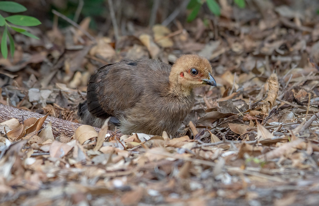 turkey chick Brush Turkey Robelle Domain Brush Turkey ch… Flickr